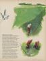 Page: - 41 | Golf Digest