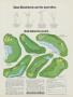 Page: - 105 | Golf Digest