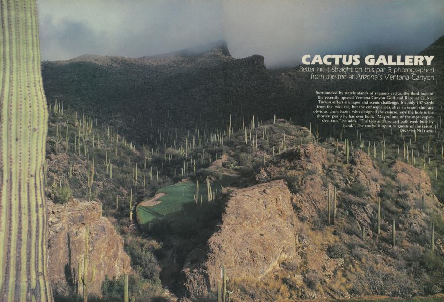 CACTUS GALLERY