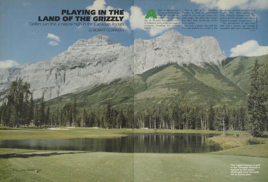 Playing in the Land of the Grizzly