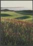 Page: - 35 | Golf Digest