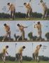 Page: - 160 | Golf Digest