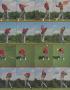 Page: - 50 | Golf Digest