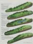 Page: - 185 | Golf Digest
