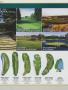 Page: - 52 | Golf Digest