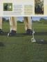 Page: - 181 | Golf Digest