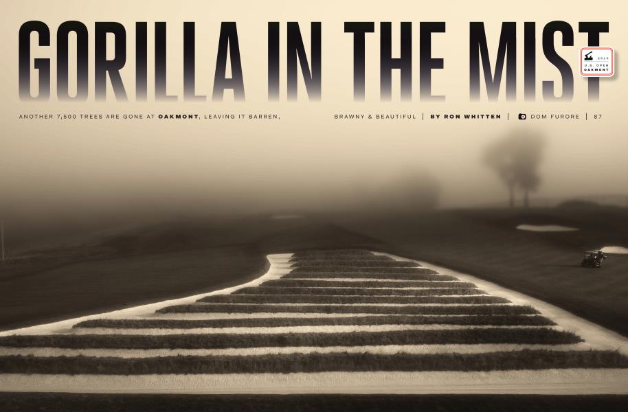 GORILLA IN THE MIST