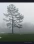 Page: - 13 | Golf Digest